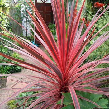 Cordyline (Kordylína) ´SOUTHERN SPLENDOUR´ - kont. C5L, výška: 40-60 cm (-12°C)